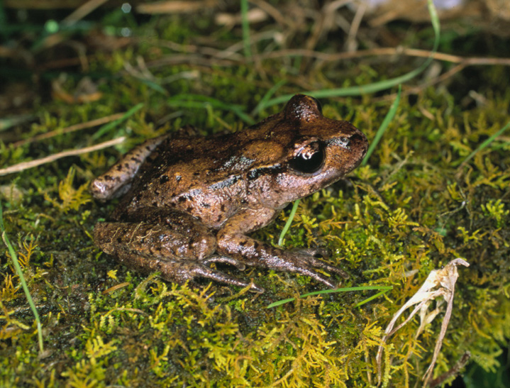 A Maud Island frog